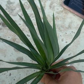 Photo of the plant species Spanish Dagger by @VitalBaybean75 named Treeyoncé on Greg, the plant care app