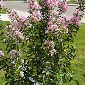 Photo of the plant species Lagerstroemia Indica by @VitalBaybean75 named Marilyn on Greg, the plant care app