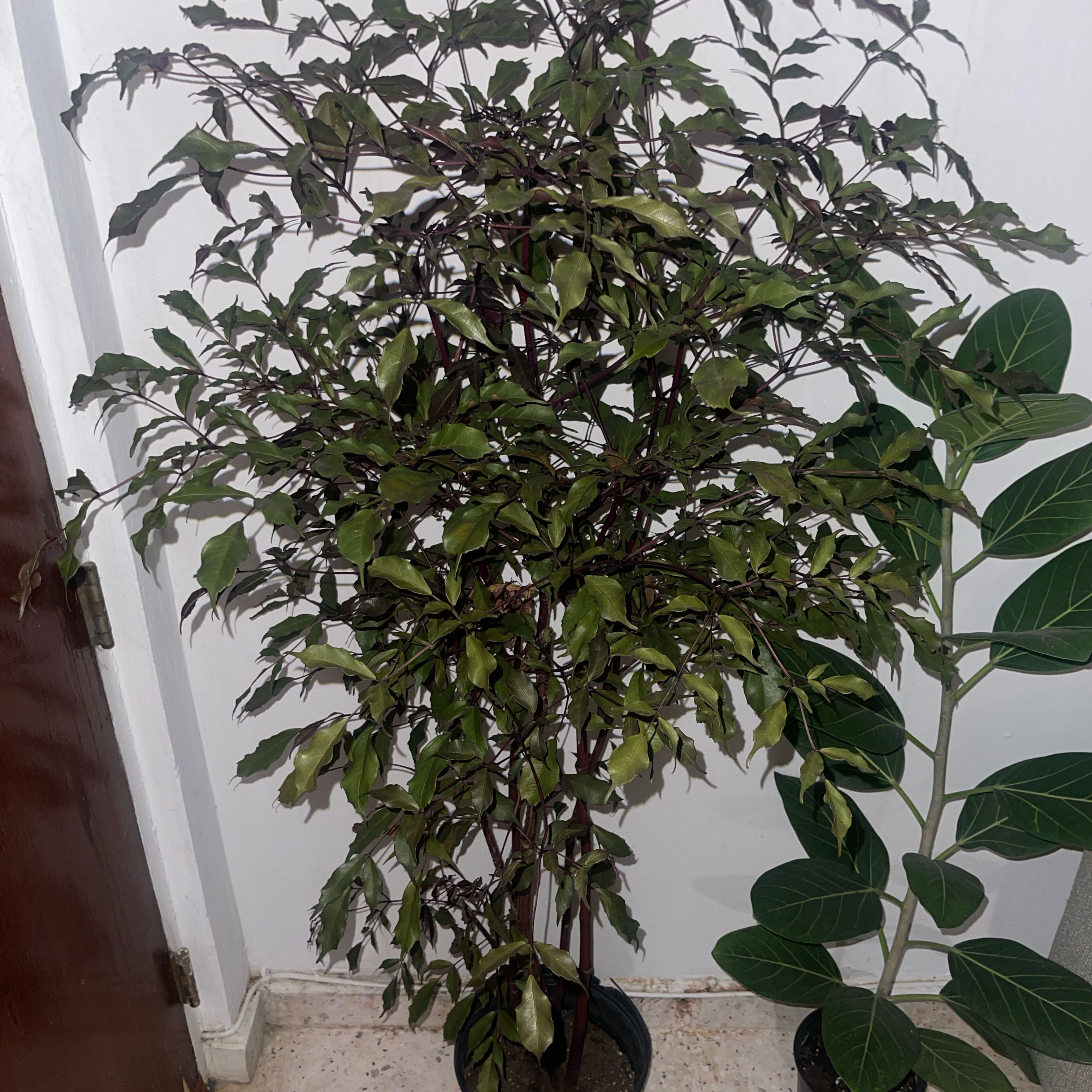 Photo of the plant species Burgundy Leea by @BreezyEarthball named Remington on Greg, the plant care app