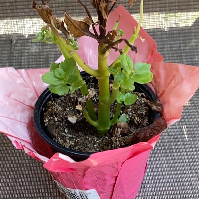 Photo of the plant species mini calandiva by @TuulikkiAurora named Remington on Greg, the plant care app