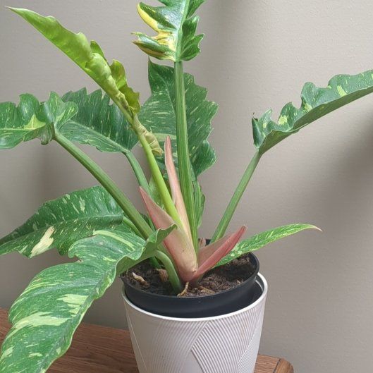 Photo of the plant species Philodenron Ring of Fire by @TastyBarley1 named Marilyn on Greg, the plant care app