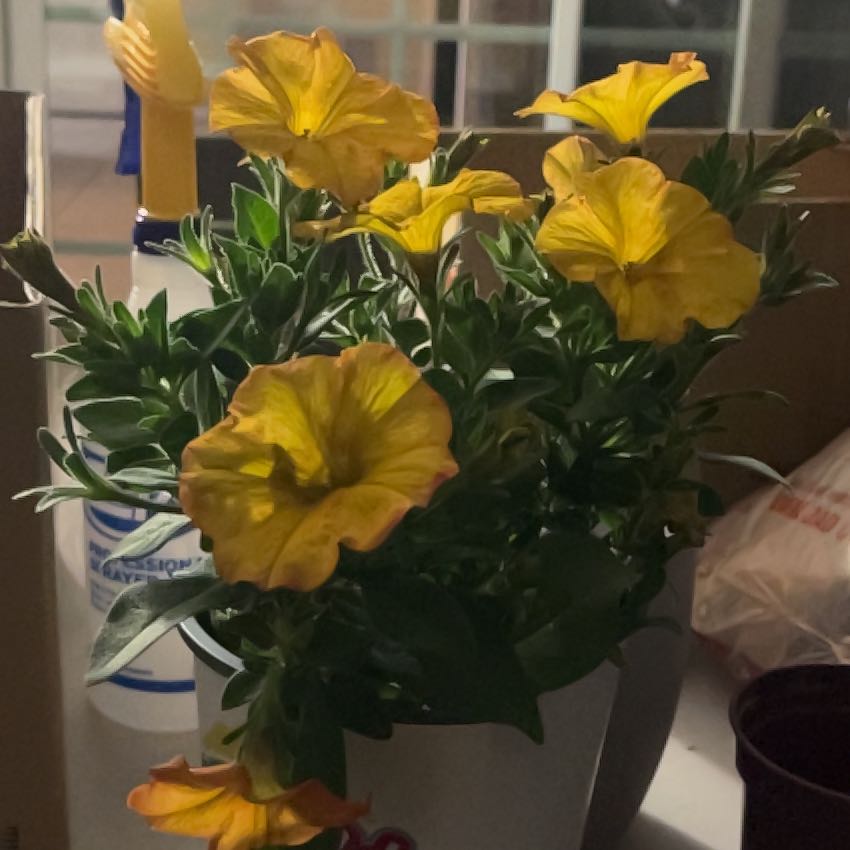Photo of the plant species Petunia 'SuperCal Pink' by @ZanyCorrea70 named Lebron on Greg, the plant care app