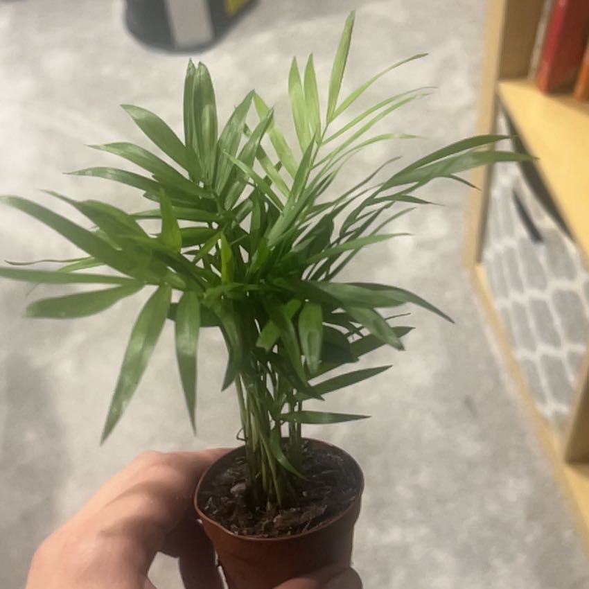 Photo of the plant species Lady Palm by @SwellChosmo76 named ChloroPhil on Greg, the plant care app