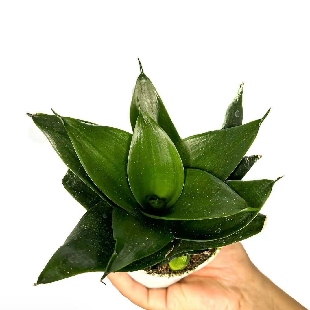 Photo of the plant species Snake Plant by @SightlyDamsii17 named Miley on Greg, the plant care app