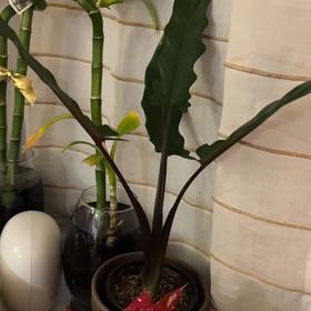 Photo of the plant species Purple Sword by @ZestyMahoe39 named ChloroPhil on Greg, the plant care app