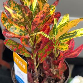 Photo of the plant species Batik Croton by @RadViolet89 named Georgia on Greg, the plant care app