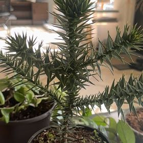 Photo of the plant species Monkey Puzzle Tree by @GermaneTomato64 named Osmo on Greg, the plant care app