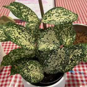 Photo of the plant species Florida Beauty by @FreshBonsi81 named Hatshepsut on Greg, the plant care app