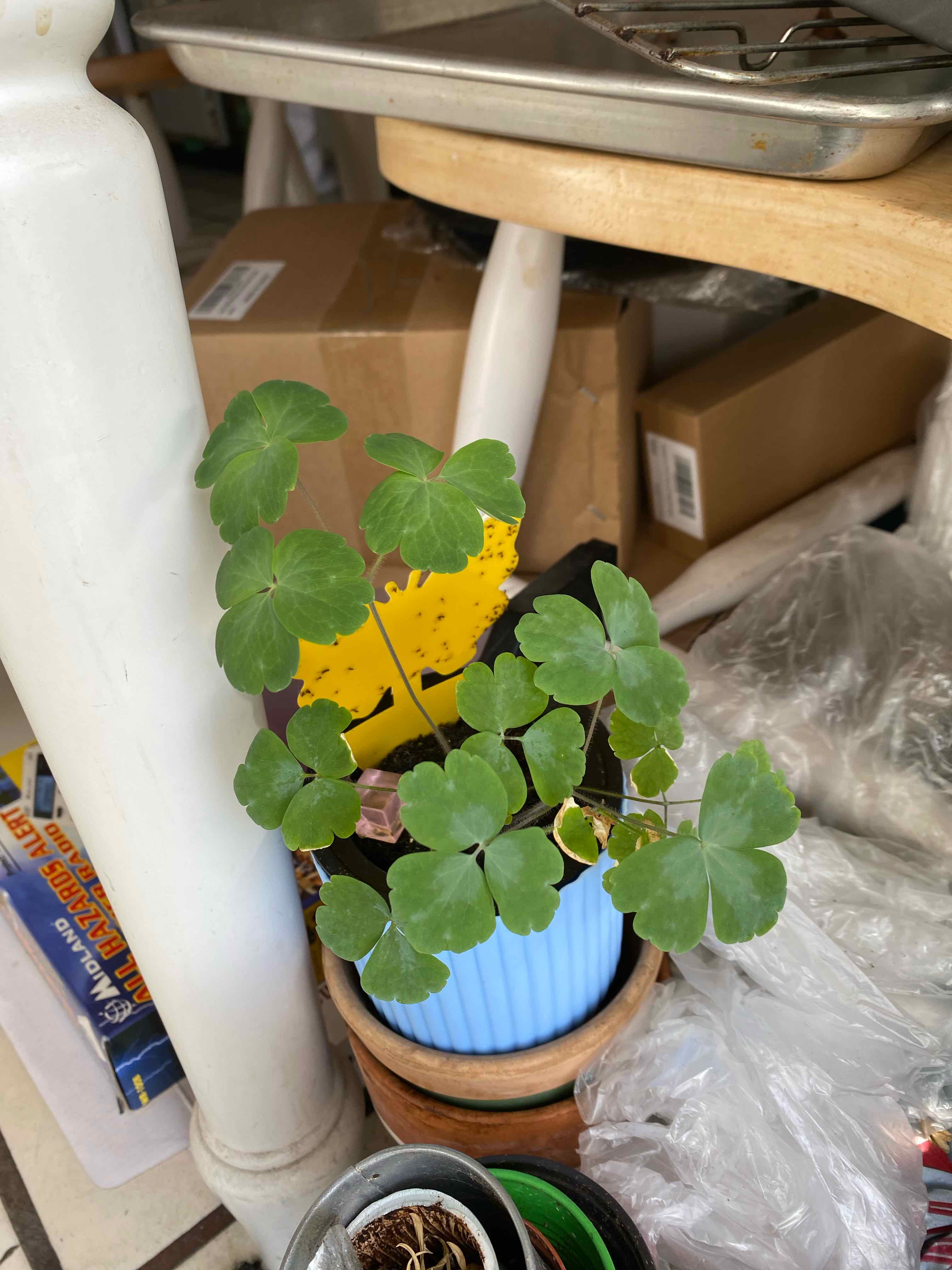 Common Columbine plant in a blue pot with green leaves, placed on the floor among household items.