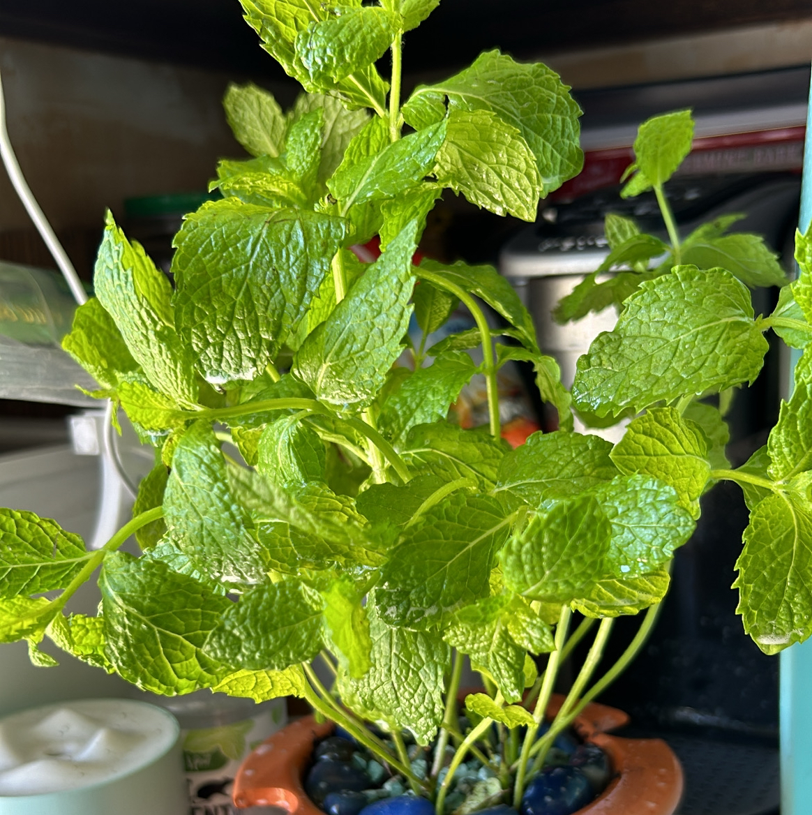 Healthy Apple Mint plant with vibrant green leaves in a pot.