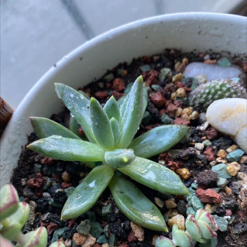 A healthy succulent plant in a pot with well-draining soil and no visible signs of disease.