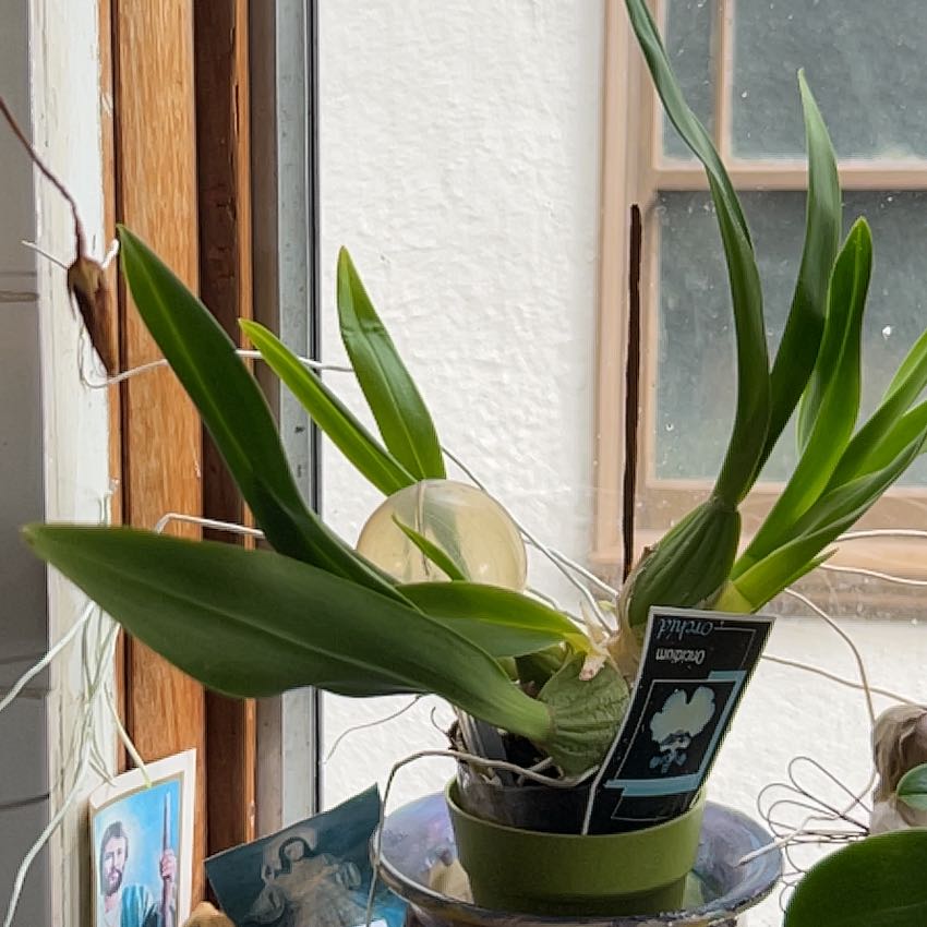 Dancing-Lady Orchid near a window with green leaves and no visible flowers.