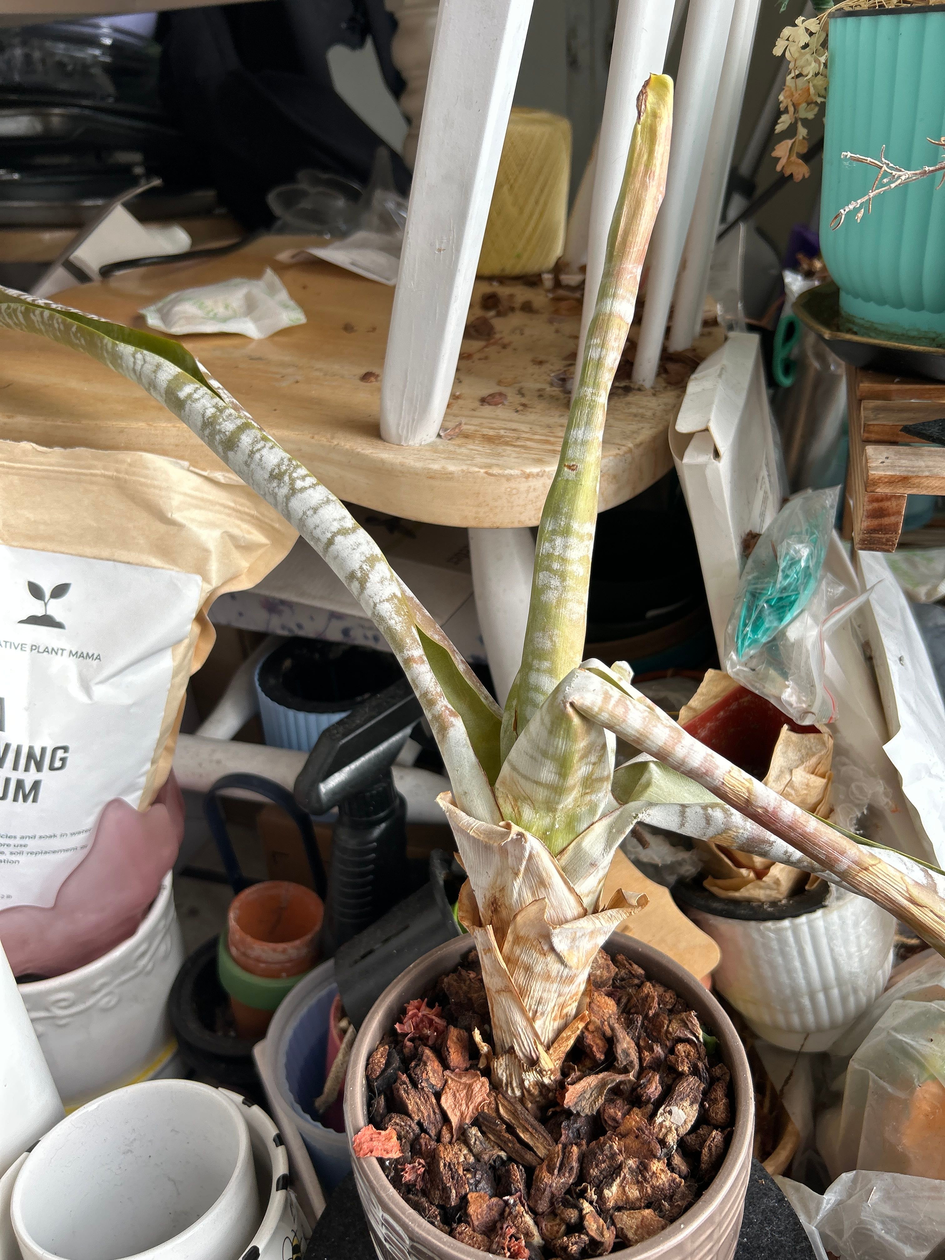 Brommy A plant by TerrificCaraway on Greg