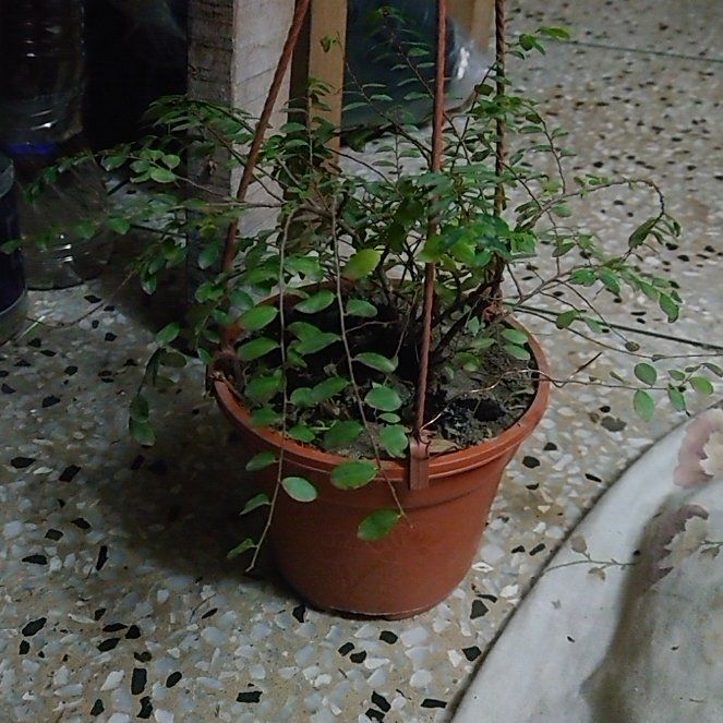 Photo of the plant species Phyllanthus cochinchinensis by @IdolGreen77 named Proff. Bush on Greg, the plant care app