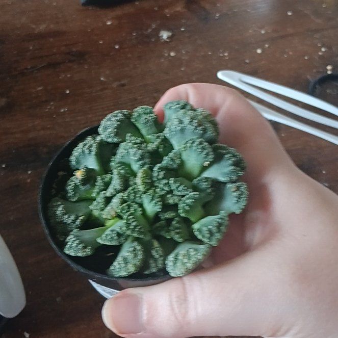 Photo of the plant species Titanopsis calcareum by @YardMossfern53 named da Vinci on Greg, the plant care app