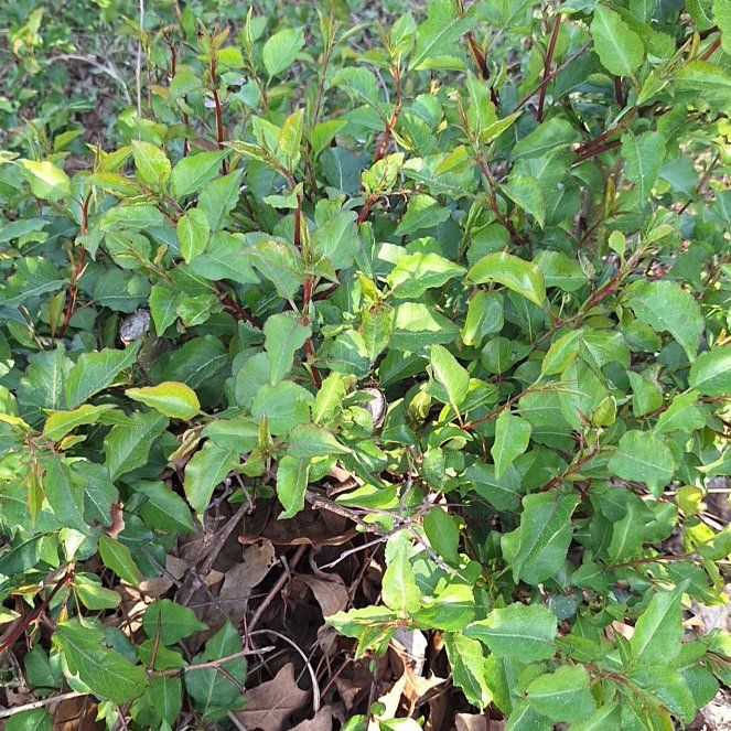 Photo of the plant species Laurustinus by @MajorCentella42 named Sanders on Greg, the plant care app
