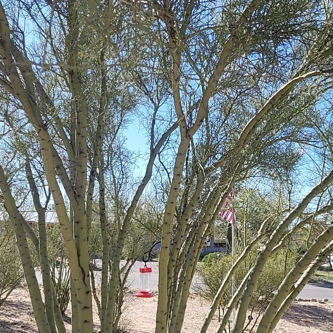 Photo of the plant species Slipper Plant by @MaximalPuriri34 named Planty on Greg, the plant care app