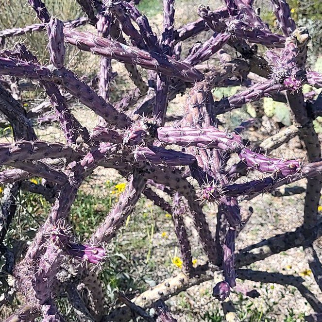 Photo of the plant species Deerhorn Cholla by @MaximalPuriri34 named Oscar on Greg, the plant care app