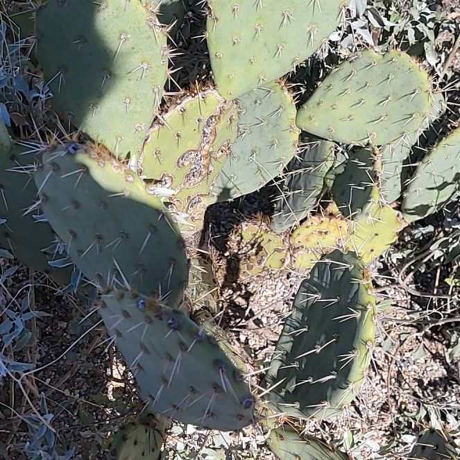 Photo of the plant species Coastal Pricklypear by @MaximalPuriri34 named Mollie on Greg, the plant care app