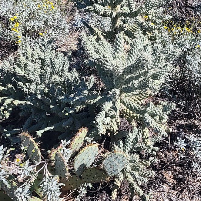 Photo of the plant species Sonoran Jumping Cholla by @MaximalPuriri34 named Elle on Greg, the plant care app