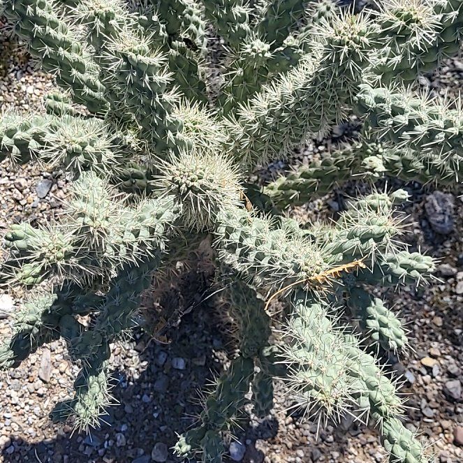 Photo of the plant species Sonoran Jumping Cholla by @MaximalPuriri34 named Lebron on Greg, the plant care app