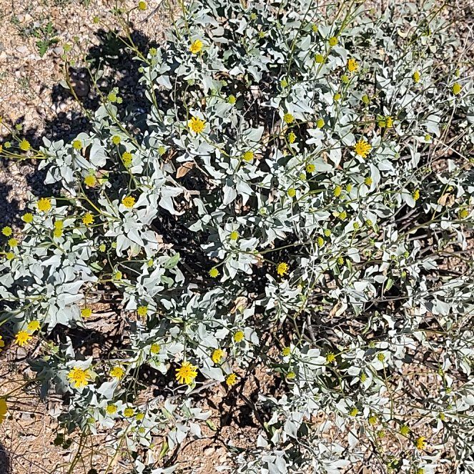 Photo of the plant species Golden Crownbeard by @MaximalPuriri34 named Kobe on Greg, the plant care app