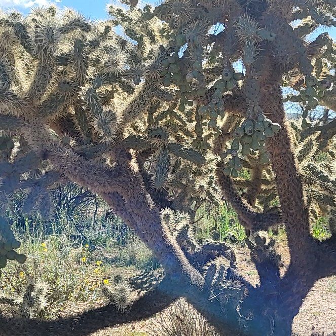 Photo of the plant species Sonoran Jumping Cholla by @MaximalPuriri34 named Scarlett on Greg, the plant care app
