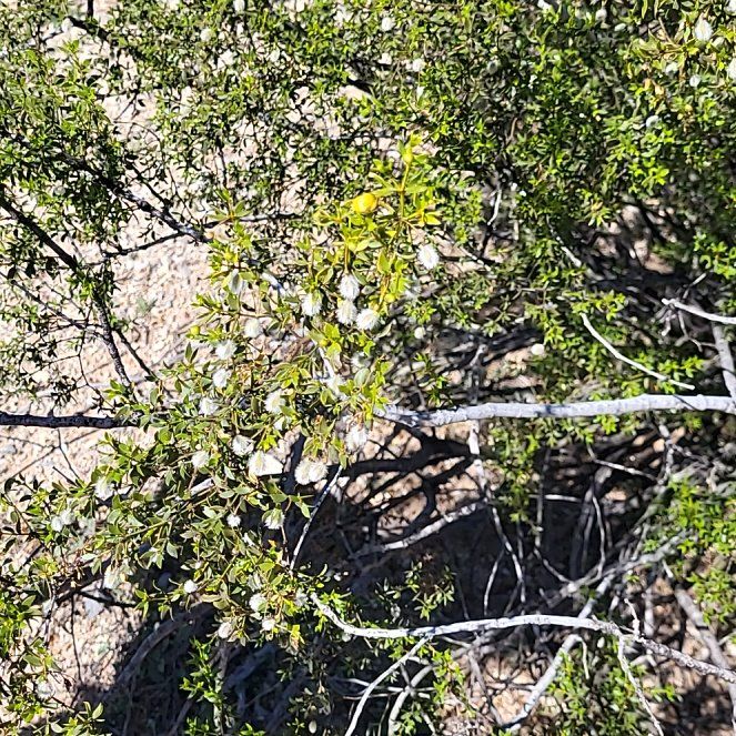 Photo of the plant species Creosote Bush by @MaximalPuriri34 named Rihanna on Greg, the plant care app