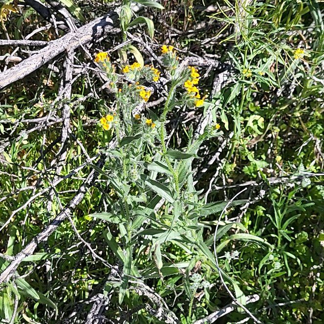 Photo of the plant species Slender Sunflower by @MaximalPuriri34 named Michelle Branch on Greg, the plant care app