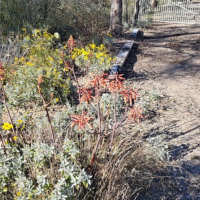 Photo of the plant species Lanceleaf Liveforever by @MaximalPuriri34 named Madonna on Greg, the plant care app