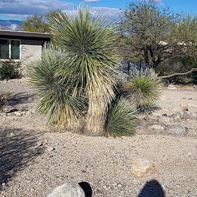 Photo of the plant species Joshua Tree by @MaximalPuriri34 named Harry on Greg, the plant care app