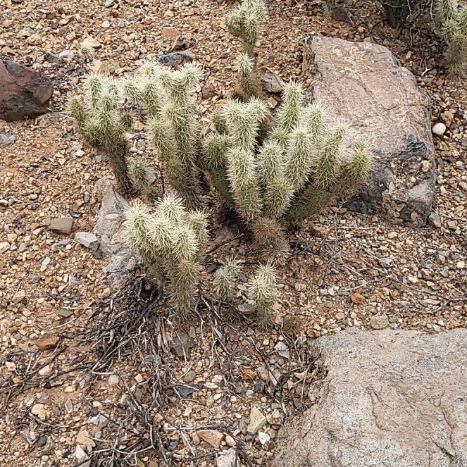 Photo of the plant species Engelmann's Hedgehog Cactus by @MaximalPuriri34 named Bodhi on Greg, the plant care app