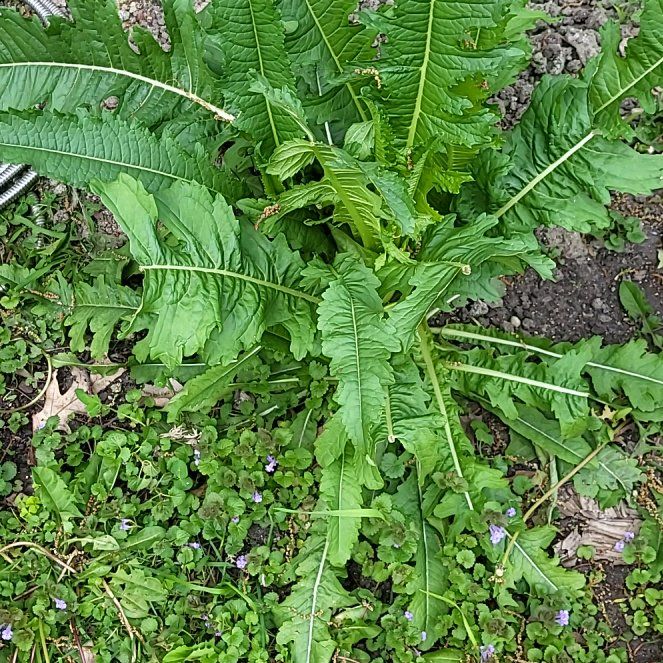 Photo of the plant species Cutleaf Teasel by @MaximalPuriri34 named Remington on Greg, the plant care app