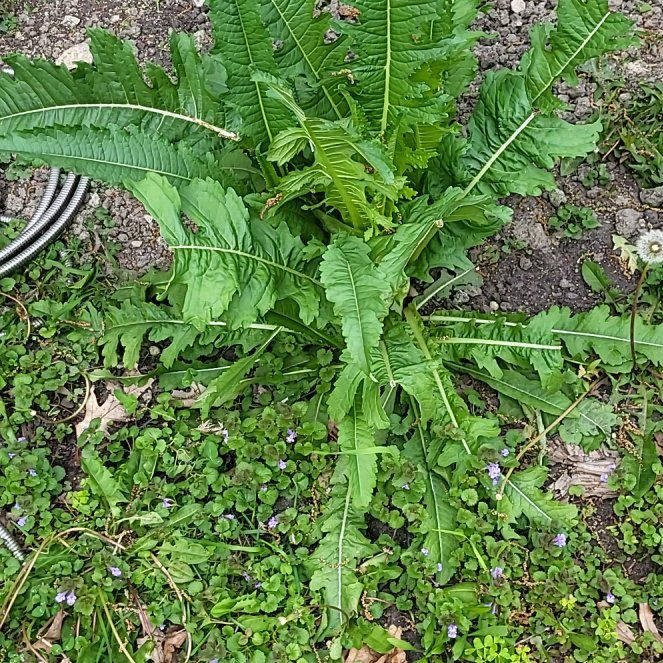 Photo of the plant species Cutleaf Teasel by @MaximalPuriri34 named Messi on Greg, the plant care app