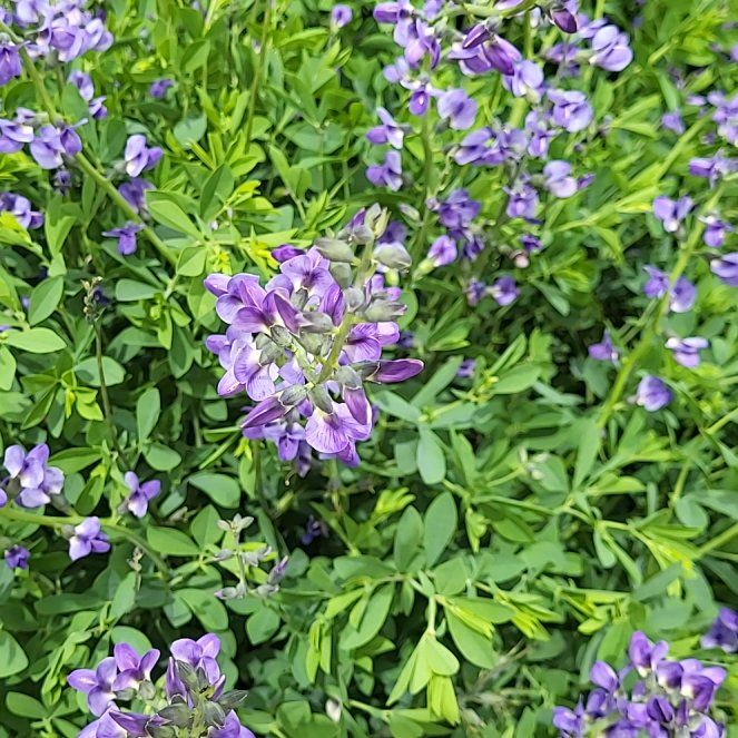 Photo of the plant species Blue Wild Indigo by @MaximalPuriri34 named Willow on Greg, the plant care app