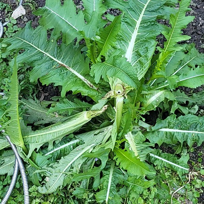 Photo of the plant species Cutleaf Teasel by @MaximalPuriri34 named Drake on Greg, the plant care app