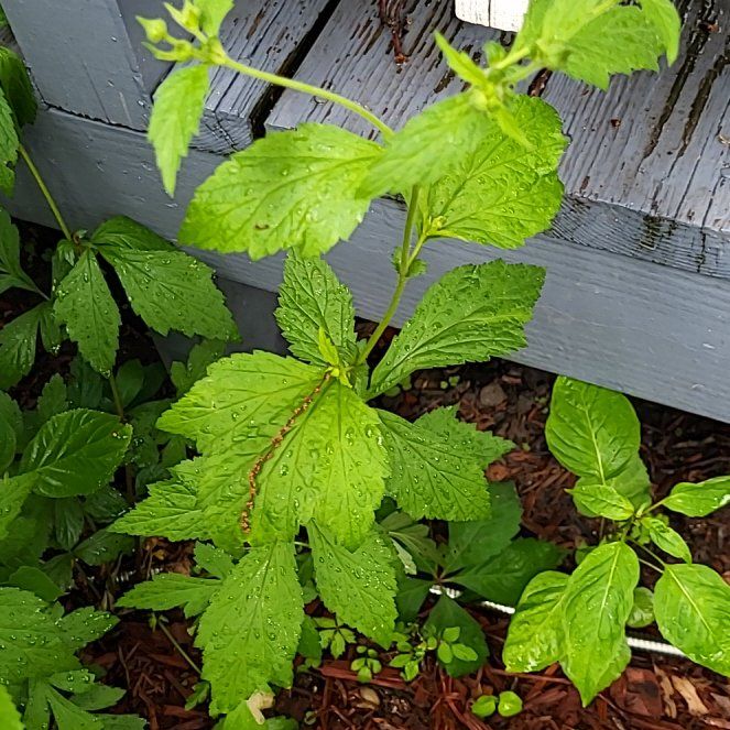 Photo of the plant species White Avens by @MaximalPuriri34 named Huckleberry Fern on Greg, the plant care app