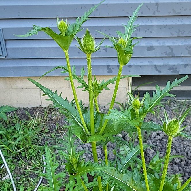 Photo of the plant species Cutleaf Teasel by @MaximalPuriri34 named Sonora on Greg, the plant care app