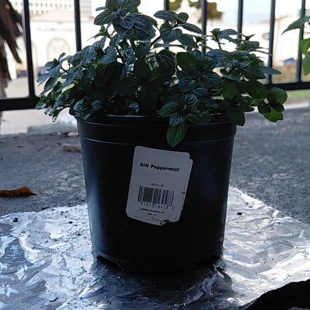 Photo of the plant species Peppermint by @The1Brasilian named Zion on Greg, the plant care app