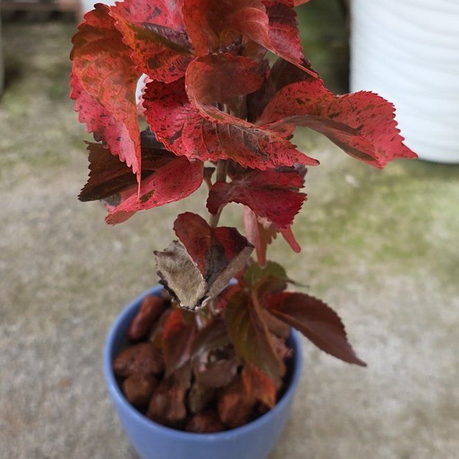 Photo of the plant species Copperleaf by @cabome named Muhammad Ali on Greg, the plant care app