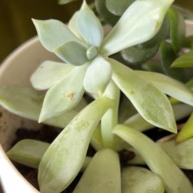 Photo of the plant species Powder Puff by @SleekPeony11 named Puff on Greg, the plant care app