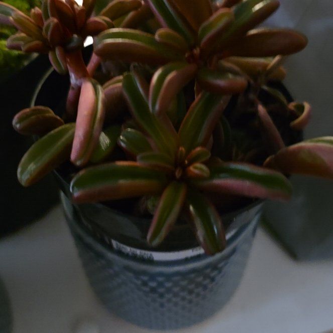Photo of the plant species Ruby Glow Peperomia by @FabAngelwing14 named Surya on Greg, the plant care app