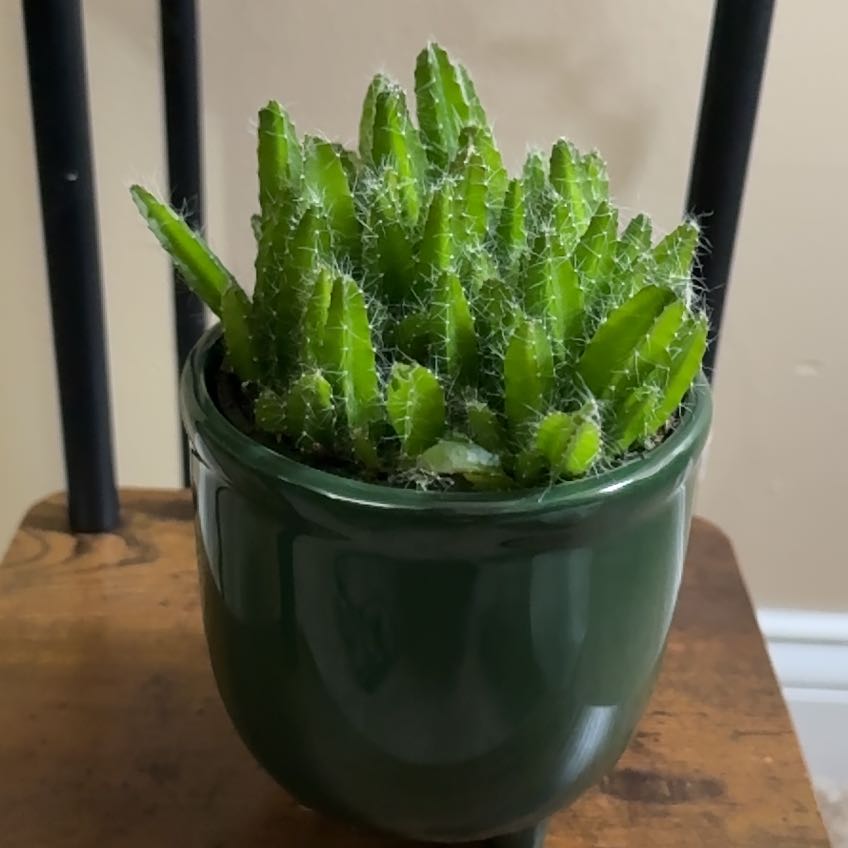 Photo of the plant species Macho Milano by @BrainyCapeivy85 named Zion on Greg, the plant care app