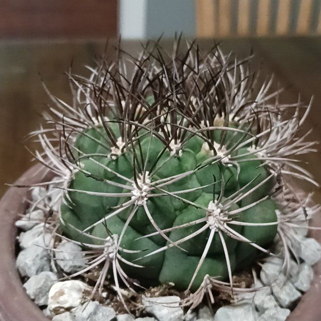 Photo of the plant species Queen of the Night by @QuietDragonarum named Ulysses S Plant on Greg, the plant care app