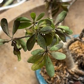 Photo of the plant species Karo by @ThrillingNeem21 named Kardashian on Greg, the plant care app