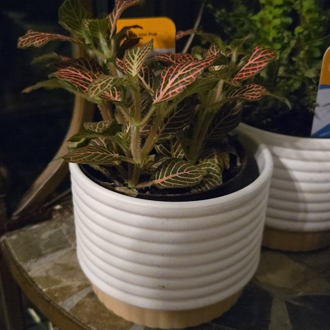 Photo of the plant species Fittonia Pink by @SavantSkimmia52 named Stella on Greg, the plant care app