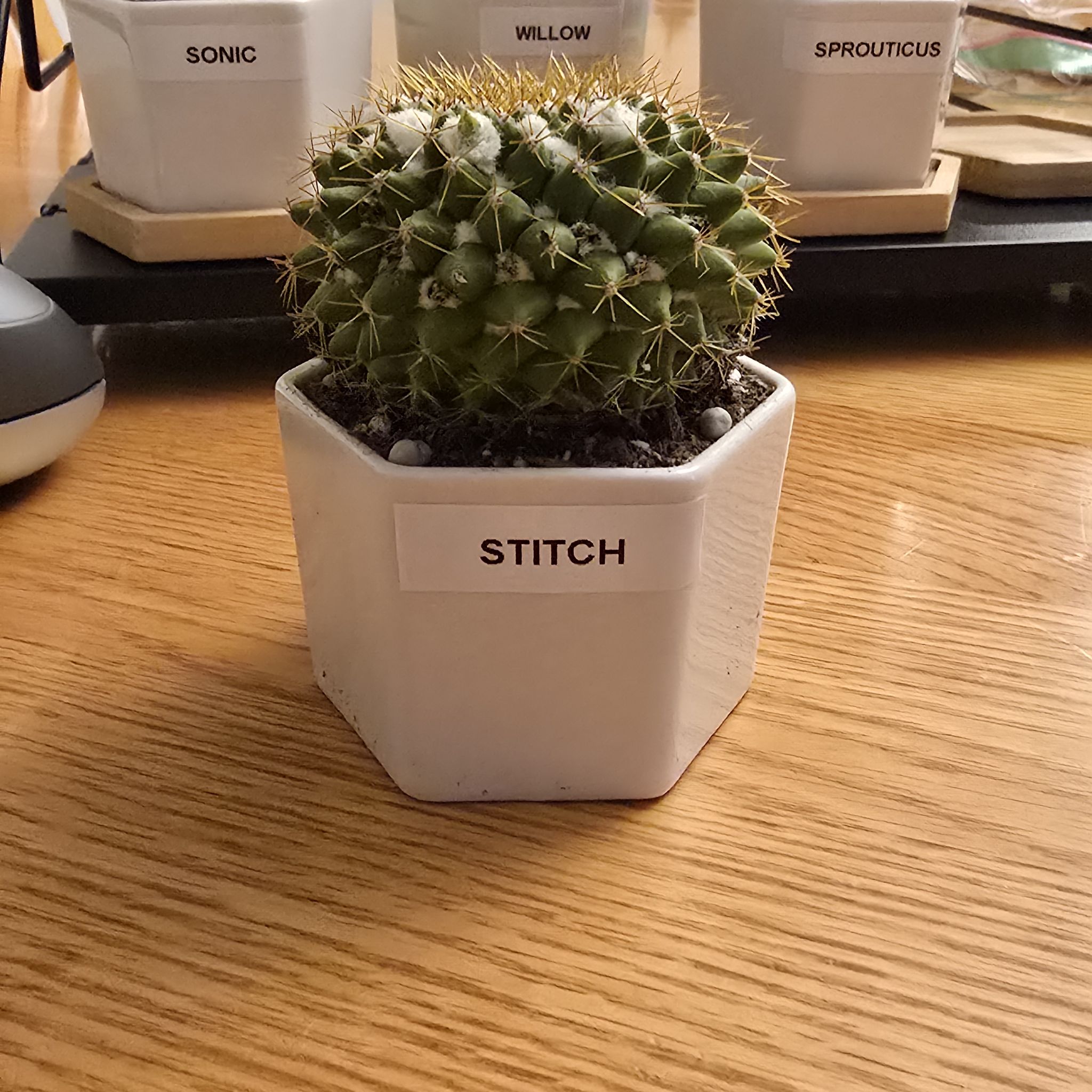 Photo of the plant species Mammilaria marksiana by @WelsomeAgave92 named Stitch on Greg, the plant care app