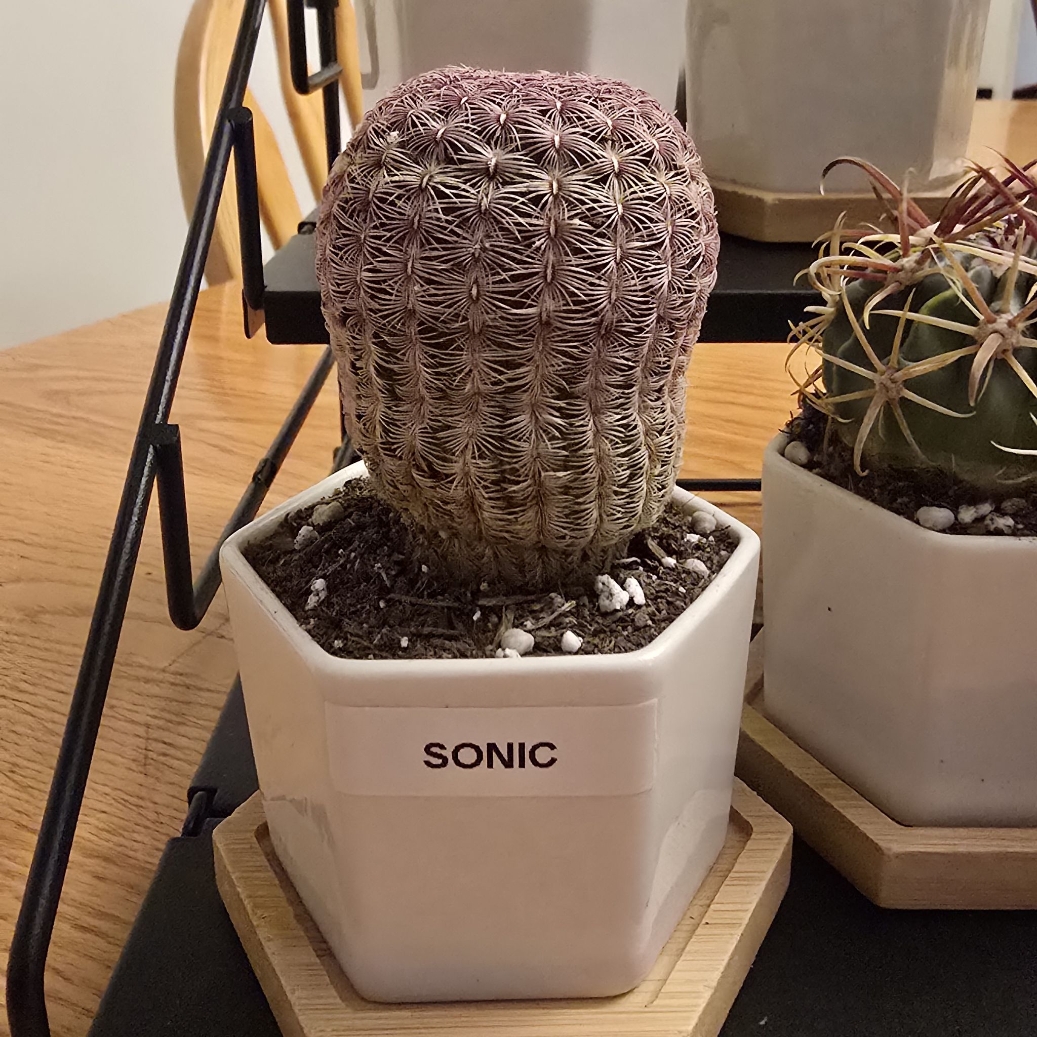 Photo of the plant species Rainbow Hedgehog Cactus by @WelsomeAgave92 named Sonic on Greg, the plant care app