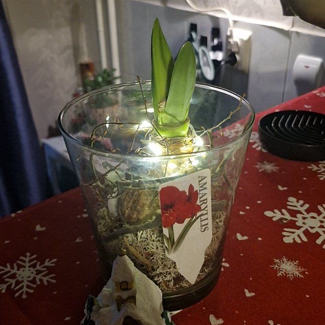 Photo of the plant species Amaryllis by @YernCodiaeum94 named Athena on Greg, the plant care app