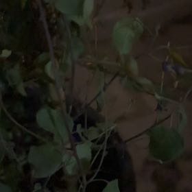 Photo of the plant species Quaking Aspen by @WhizBlinks82 named Ulysses S Plant on Greg, the plant care app